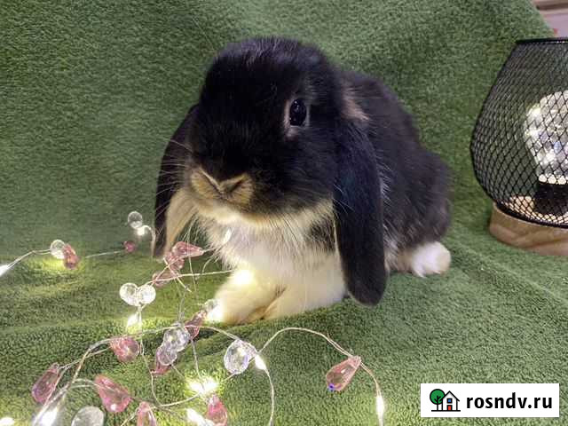 Кролик карликовый вислоухий Пушкино - изображение 1