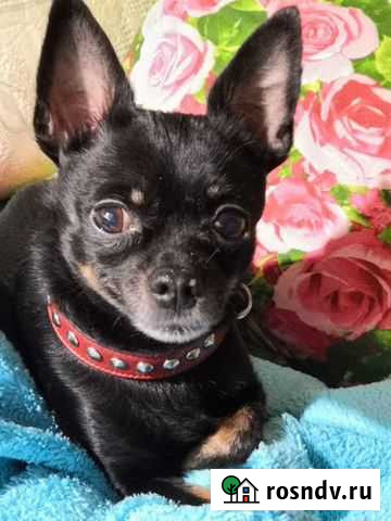 Вязка той - терьер Мончегорск - изображение 1