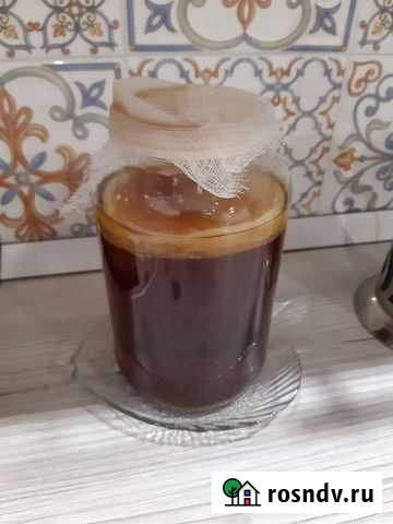 Чайный гриб бесплатно Белгород - изображение 1