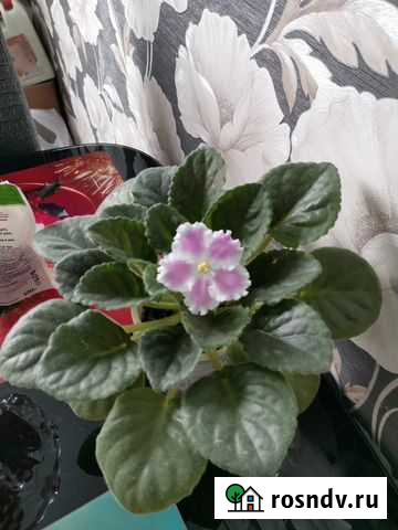 Фиалка (сенполия) Казань - изображение 1