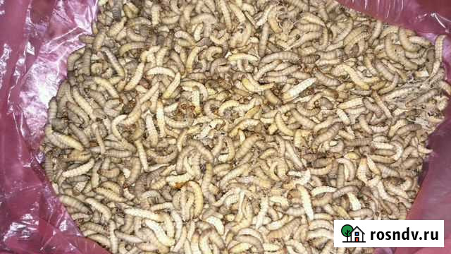 Восковая моль(огневка) Дюртюли - изображение 1