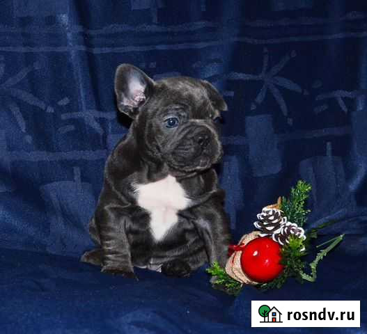 Голубая малышка Москва - изображение 1