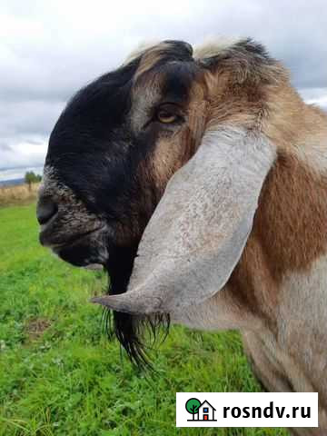 Козы и Козлята англонубийские Пермь - изображение 1