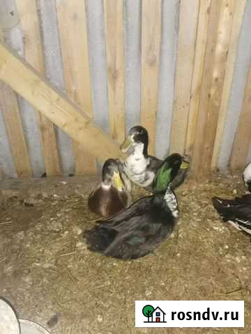 Селезень породы голубой фаворит Вичуга - изображение 1