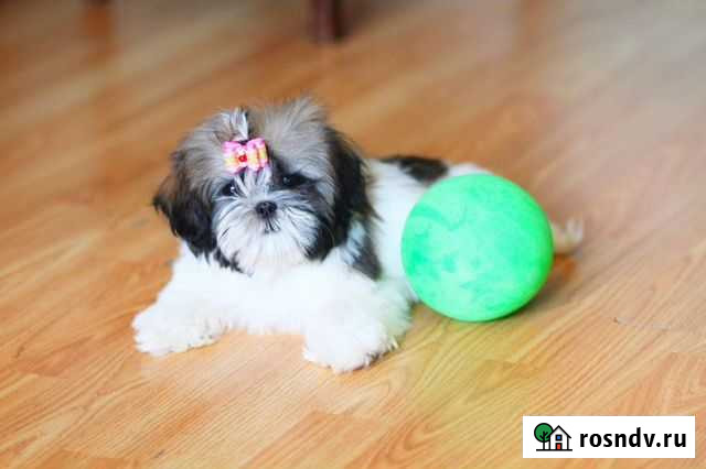 Триколор девочка ши-тцу Москва - изображение 1