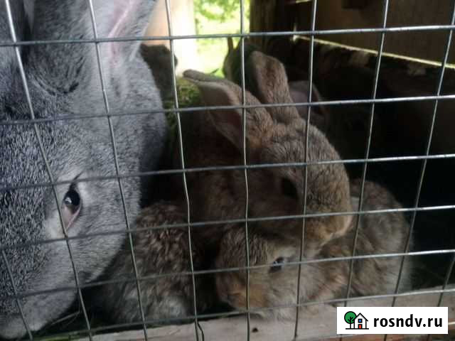 Крольчата породы Ризен Судогда - изображение 1