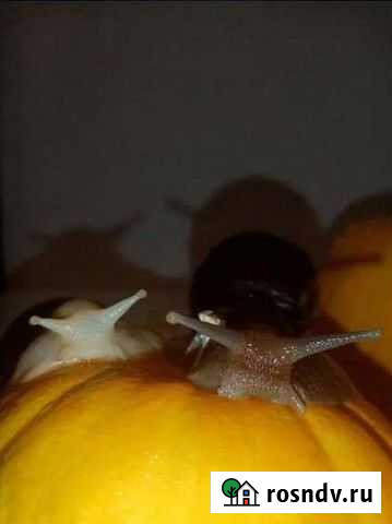 Ахатина фулика Балашиха - изображение 1