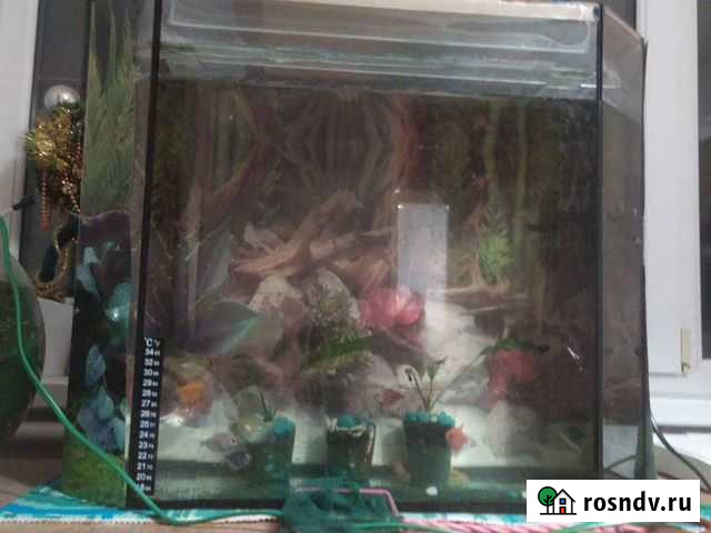 Тернеция гло + аквариум Кореновск - изображение 1