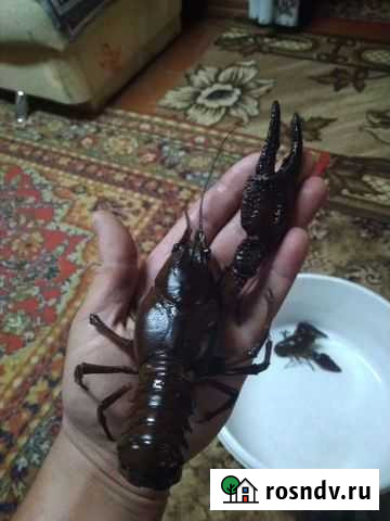 Широкопалый рак (благородный рак) Для разведения Мытищи - изображение 1