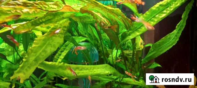 Рыбки гуппи Островцы - изображение 1