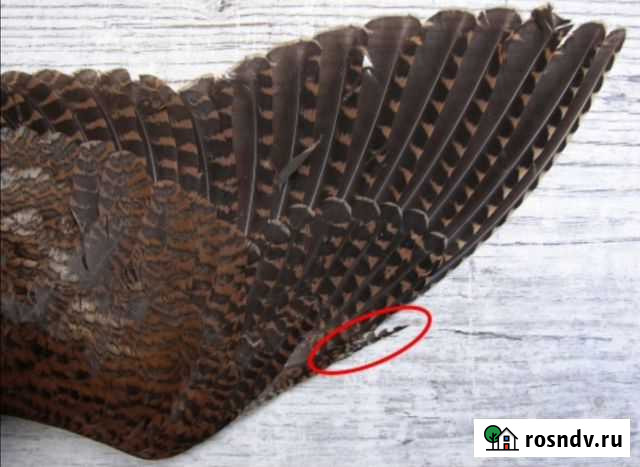 Перья Вальдшнепа Серпухов - изображение 1