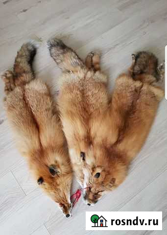 Шкуры рыжей лисы Россошь - изображение 1