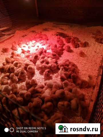 Цыплята несушки Ломан Браун Санкт-Петербург - изображение 1