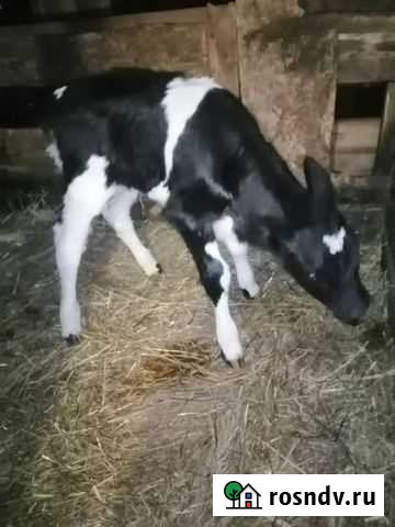 Продаются 2 телочки Суровикино - изображение 1