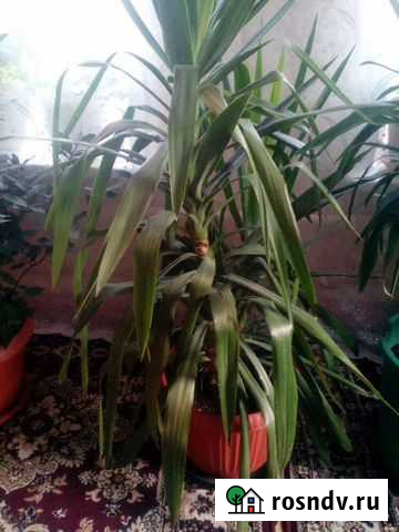 Продам экзотические растения Усолье-Сибирское - изображение 1