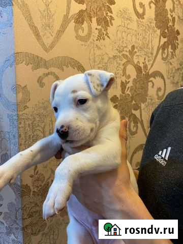 Собака Медногорск - изображение 1