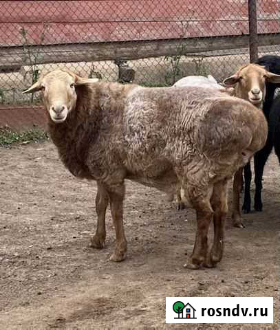 Баран Урмары - изображение 1