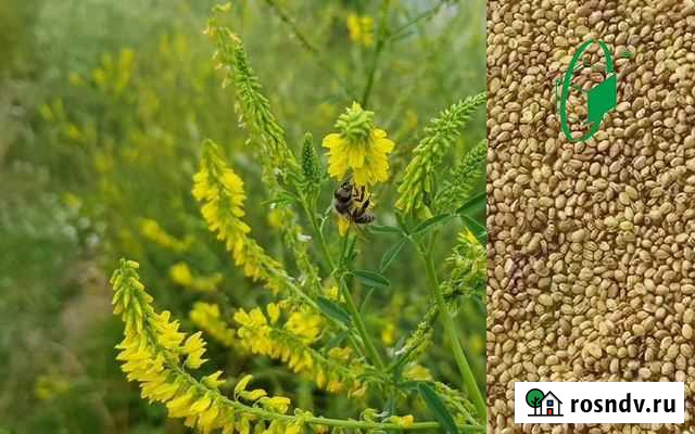 Семена Донник желтый Сорт: донче Магнитогорск - изображение 1