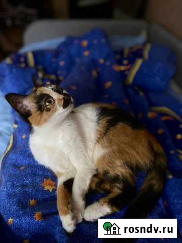 Кошечка в добрые руки Россошь - изображение 1