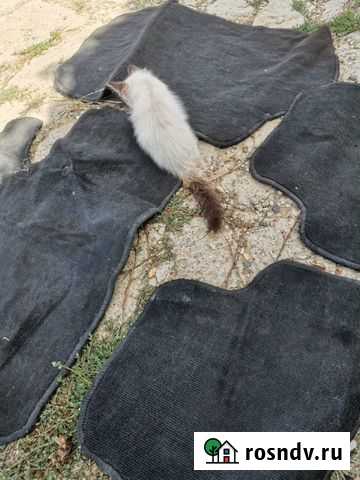 Автомобильные коврики ваз Элиста - изображение 1