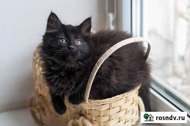 Котята в добрые руки Брянск - изображение 1