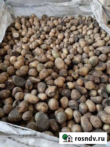 Картофель на корм скоту Арзамас - изображение 1