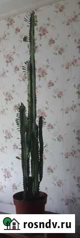 Молочай треугольный, трехгранный Санкт-Петербург - изображение 1