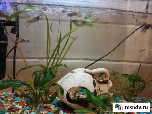 Гуппи эндлера, сомики Наро-Фоминск - изображение 1