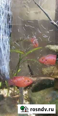 Хромис красавец Тула - изображение 1