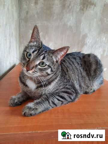 Кошечка по имени Шпулька, 1 год Казань - изображение 1