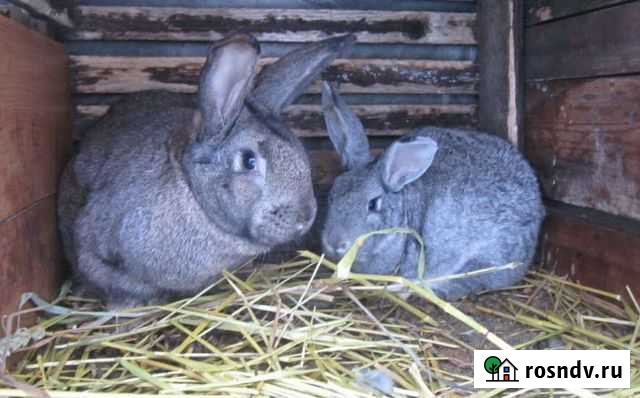 Кролики мясных пород Великий Новгород - изображение 1
