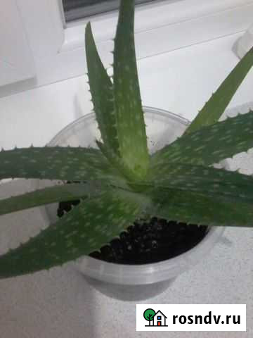 Алое Вера Иваново - изображение 1