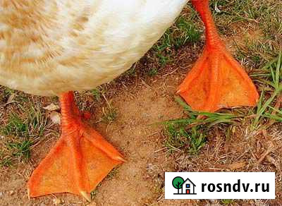 Лапы и головы Шарыпово - изображение 1