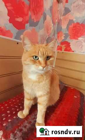 Милая Рыжуня ищет хозяина, стерилизована Тамбов - изображение 1