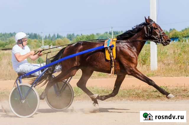 Кобыла русской рысистой породы Верхняя Салда - изображение 1