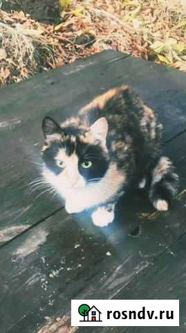 Трехцветка Маруся ищет дом Моршанск - изображение 1