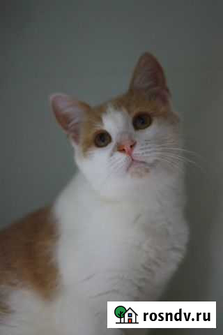 Добродушный котенок-подросток Санкт-Петербург - изображение 1