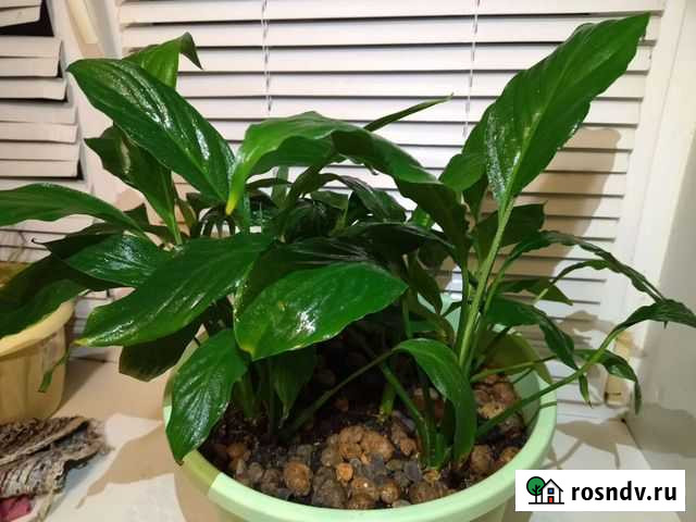 Спатифиллум укор. отростки Малино - изображение 1