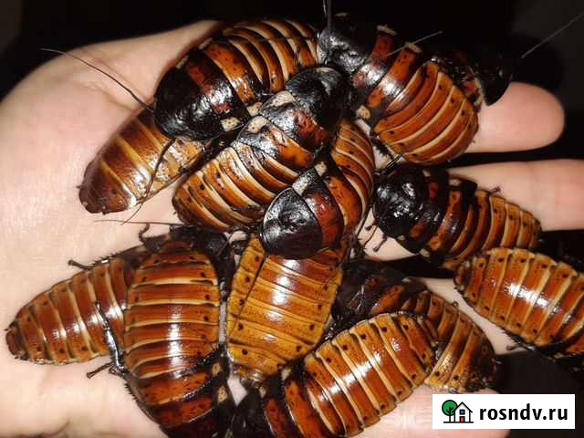 Таракан мадагаскарский Курганинск - изображение 1