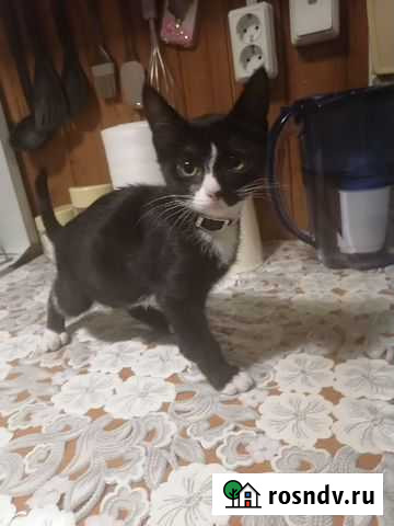 Пристраивается котенок в золотые ручки Омутнинск - изображение 1