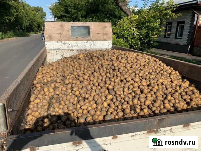 Картошка кормовая Усолье-Сибирское - изображение 1