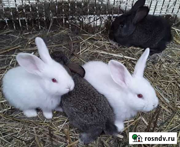 Крольчата 2 месяца Алтайское - изображение 1