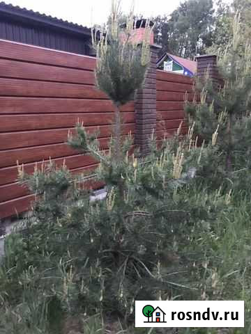 Сосны молодые Казань - изображение 1