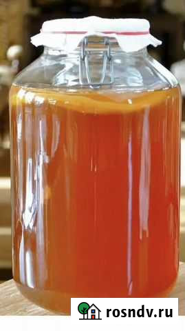 Чайный гриб Воронеж - изображение 1