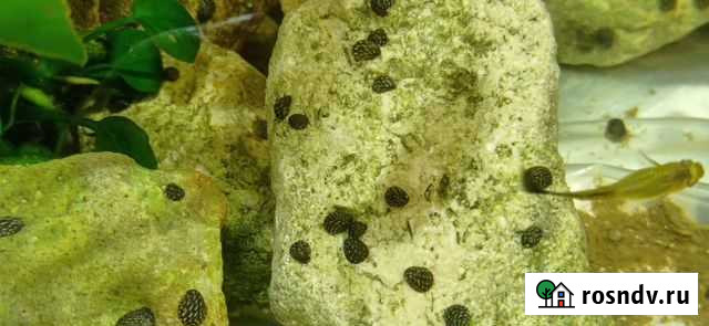 Теодоксусы(своего разведения),Неретины,Тиломелании Рязань - изображение 1