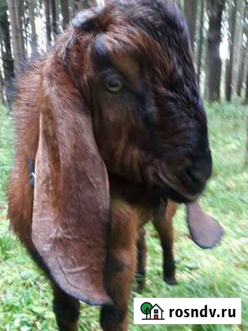 Козлик нубкамори 9месяцев Киров - изображение 1