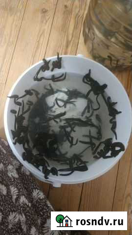 Пиявки аптекарские Нижнекамск - изображение 1