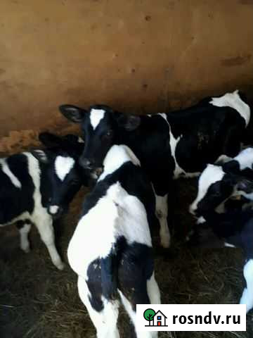 Бычки,телята Крыловская - изображение 1