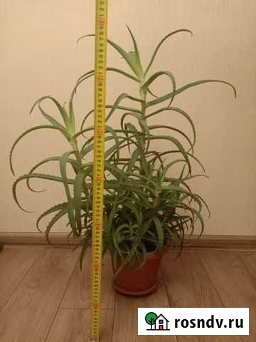 Алоэ Москва - изображение 1