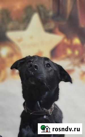 Подари дом чудесной девочке Мытищи - изображение 1